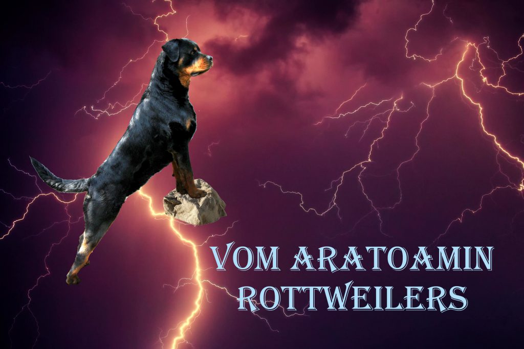 Vom Aratoamin rottweiler kennel